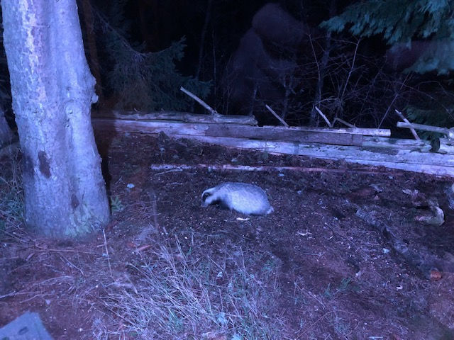 In this image there is a Badger feeding on a platform.