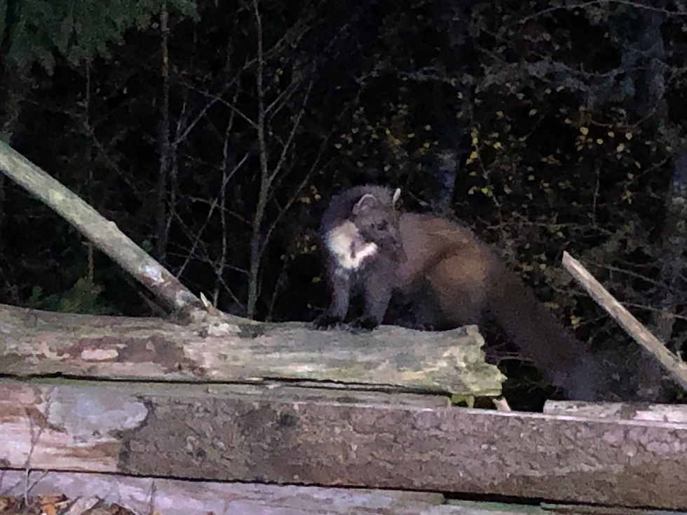 In this image there is a Pine Marten on top of a log wall