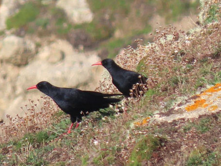 In this image are two Red Billed Choughs on a sea cliff.