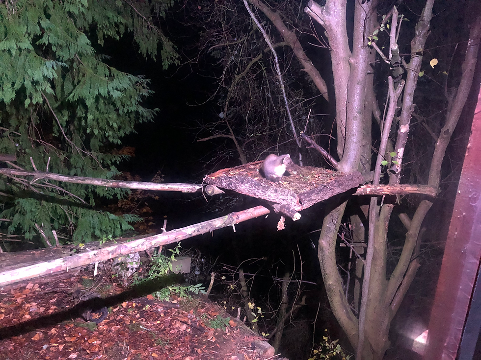 In this zoomed out image there is a Pine Marten feeding on a platform.