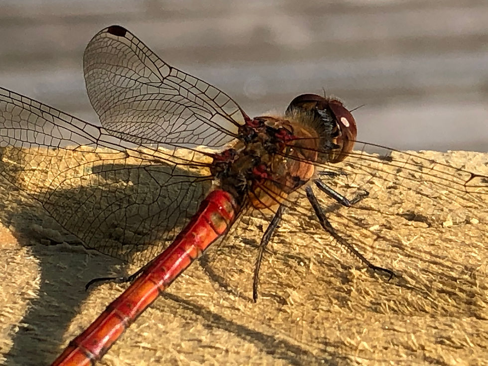 In this image there is a dragonfly called a Common Darter. This one is a male because of its red abdomen. It is sat on some wood.