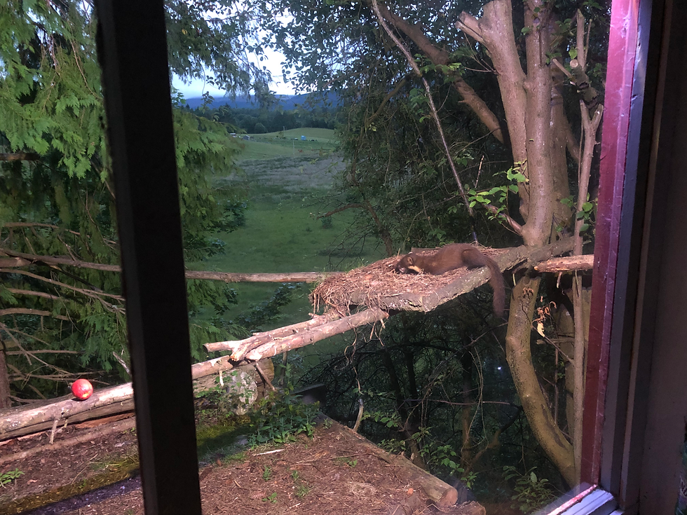 In this image there is a Pine Marten feeding on a platform with the field in the background visible.