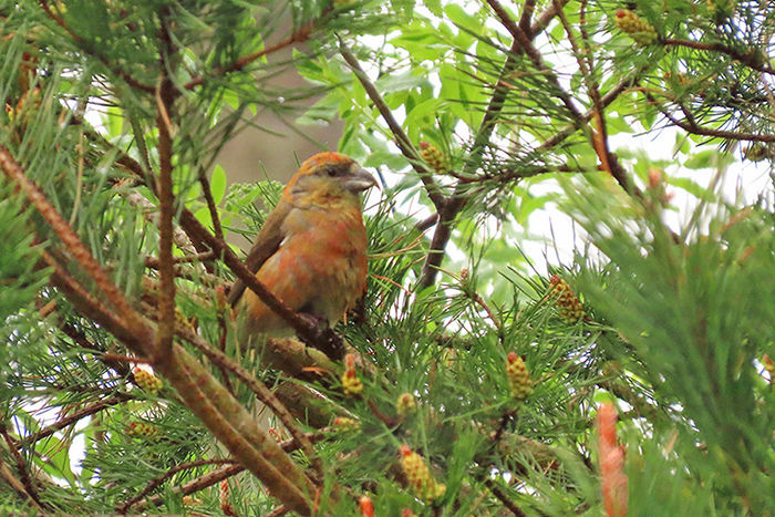 In this image there is a Crossbill on a pine tree branch.