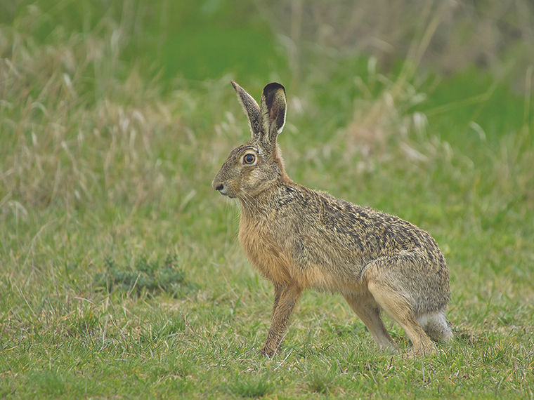 In this image there is a Brown Hare in some grassland.