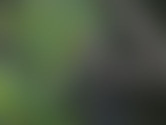 Dragonflies of Speyside