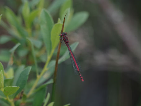 Dragonflies of Speyside
