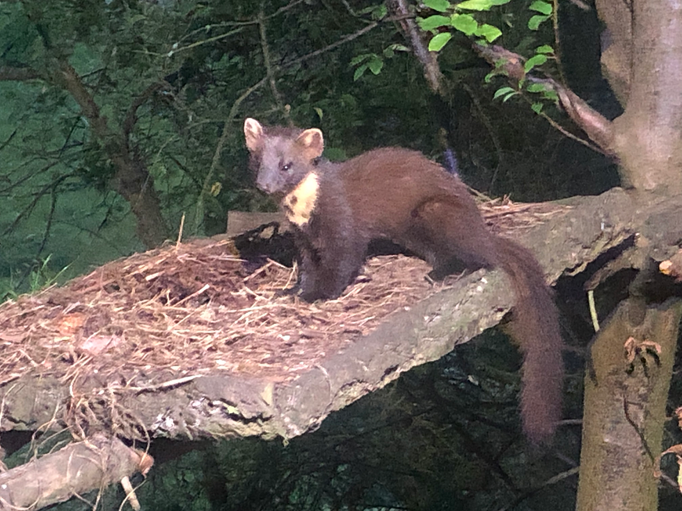 In this image there is a Pine Marten on a platform with its head raised.