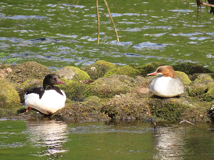 In this image there are two Goosanders sat on rocks in some water.