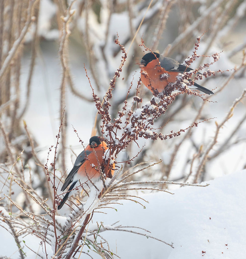 In this image there are two male Bullfinches on a Broad Leaved Dock plant with seed heads. 