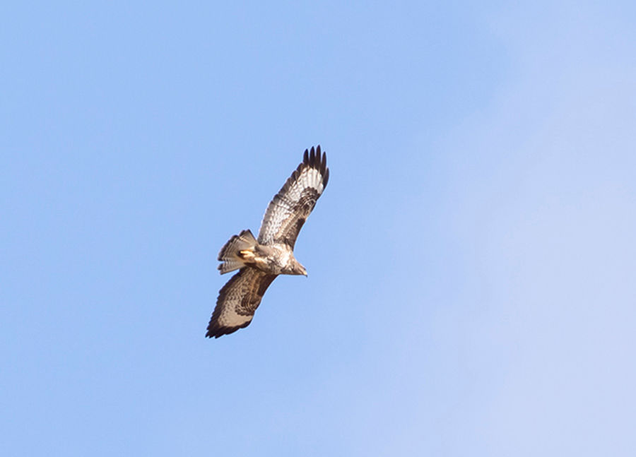 In this image there is a Buzzard soaring against a blue sky.