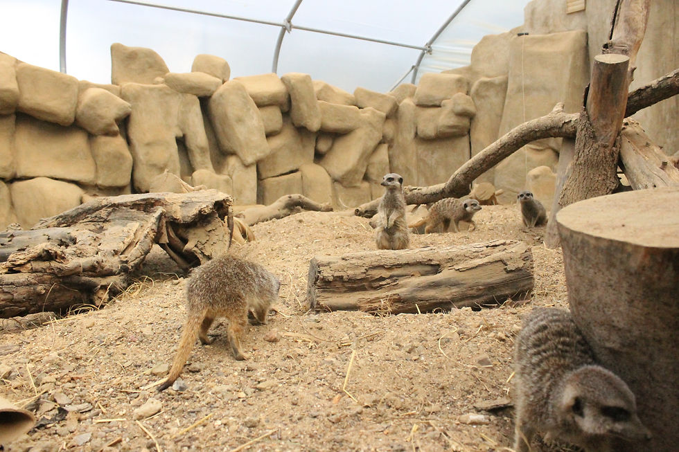 Thumbnail: Meet the Meerkats