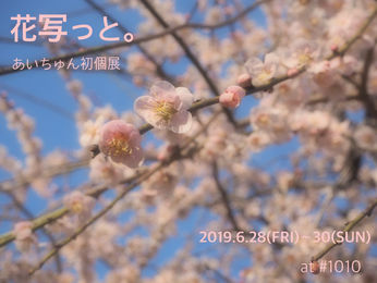 2019 6/28 fri -6/30 sun お写ん歩ぐらふぁーあいちゅん写真展「花写っと。」