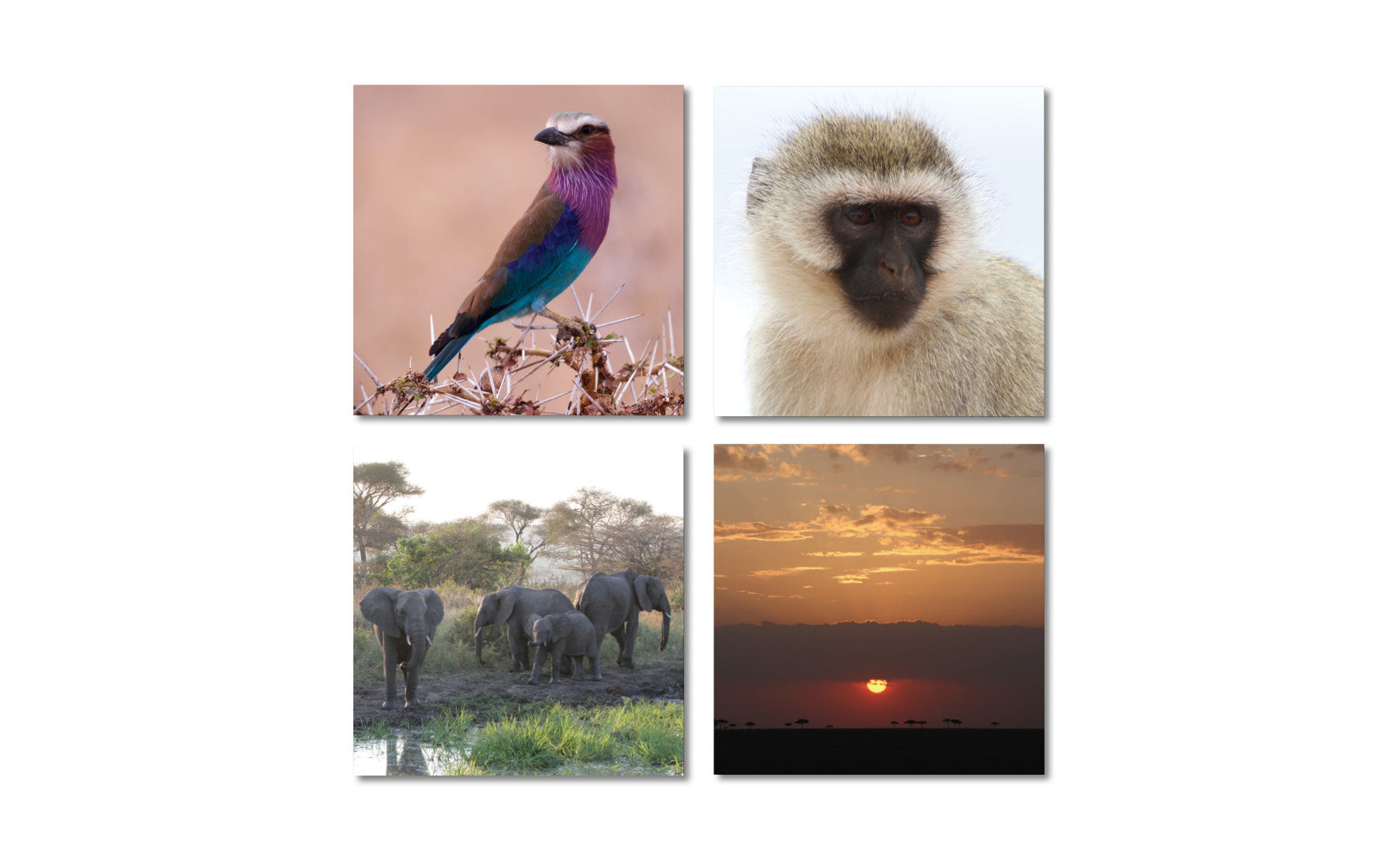 African Safari cards - 4 pack