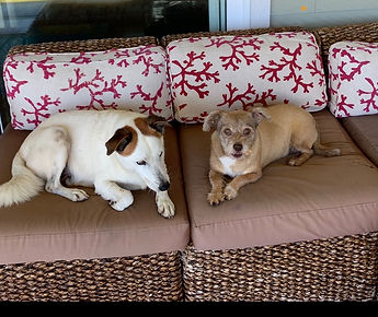 Dexter and Rusty