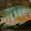 Thumbnail: Mayan Cichlid