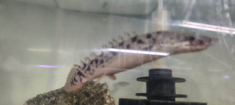 Thumbnail: Delhezi Bichir (Polypterus delhezi)