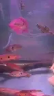 Thumbnail: Red Jewel Cichlid 2''-3''