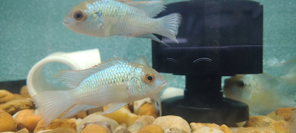 Thumbnail: Acara Cichlid Electric Blue Andinoacara