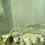 Thumbnail: Amazon Puffer (Colomesus asellus)