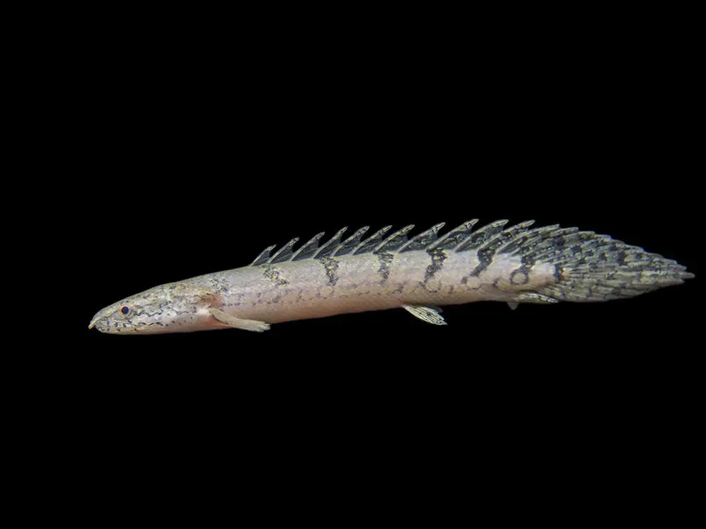 BICHIR DELHEZI