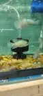 Thumbnail: Acara Cichlid Electric Blue Andinoacara