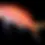 Thumbnail: Dispar Anthias