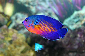 Thumbnail: Coral Beauty Angelfish