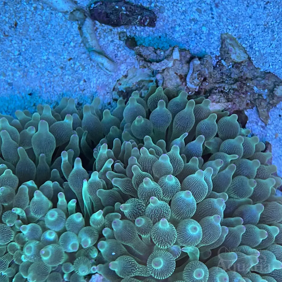 Thumbnail: Green Bubble Tip Anemone