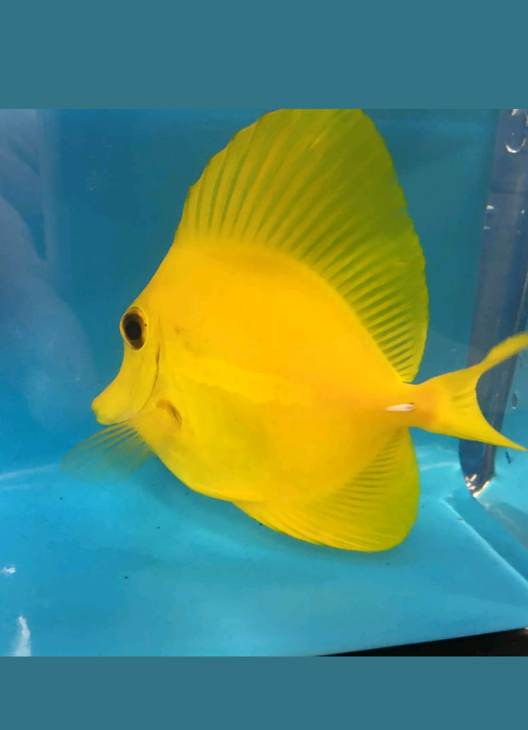 Yellow tang