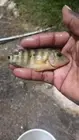 Mayan Cichlid