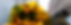 Mai 2026-2-Mai Banner (1).png
