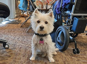 Honarary CD_edited.jpg