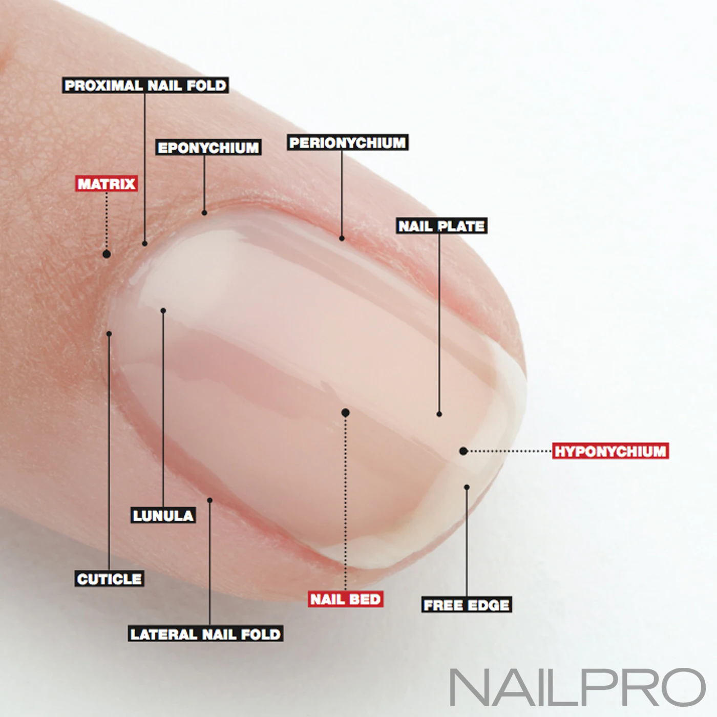 diagram of the parts of the nail