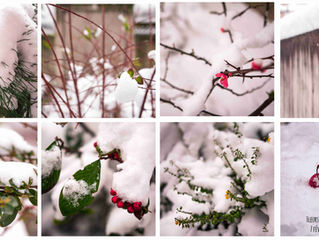 Fleurs de neige et fleurs en neige