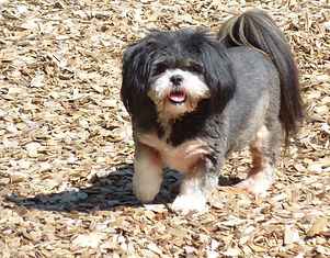 A Lhasa Apso smiling in the sunshine.