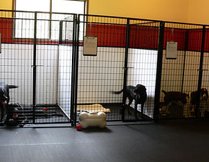 Three indoor kennels with happy dogs peering out.