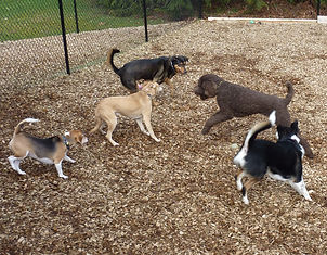 A couple of Beagles, a Yellow Labrador, a Poodle and a Shepherd mix playing in cedar chipped yard.