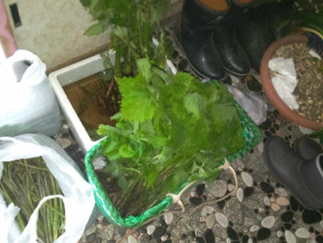 山菜取りに行きました