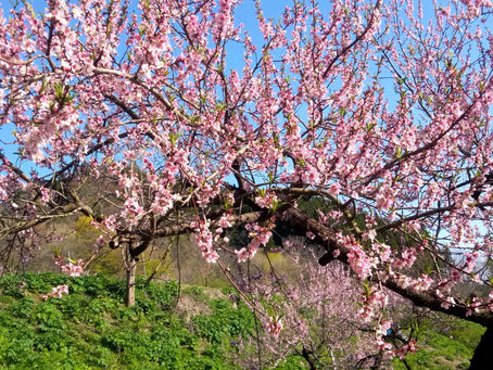 桃の花が満開