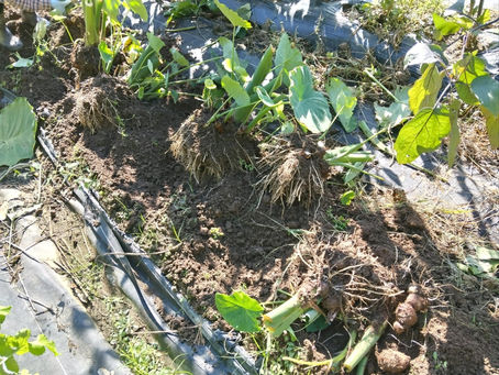 里芋収獲したぞ!