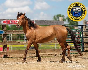 2025 0514 Mustang Adoption Academy (c) Hetman (899)1000W L.jpg