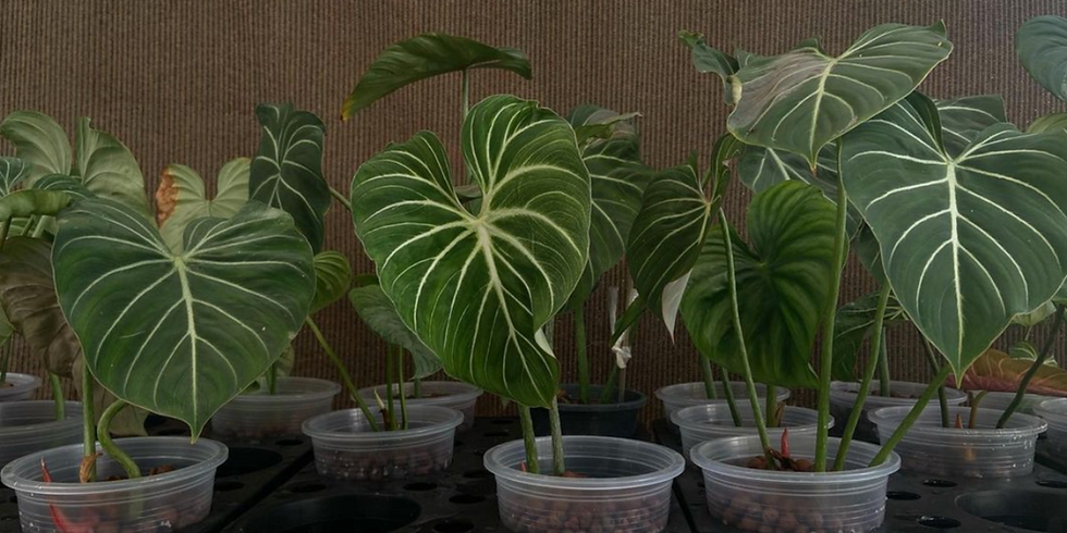 ปลูกต้นไม้ในร้านกแฟแบบไม่ต้องรดน้ำ Semi-Hydro Culture
