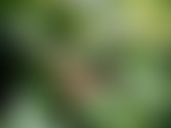 從大武山到落山風 屏東原鄉咖啡結合風土展風味