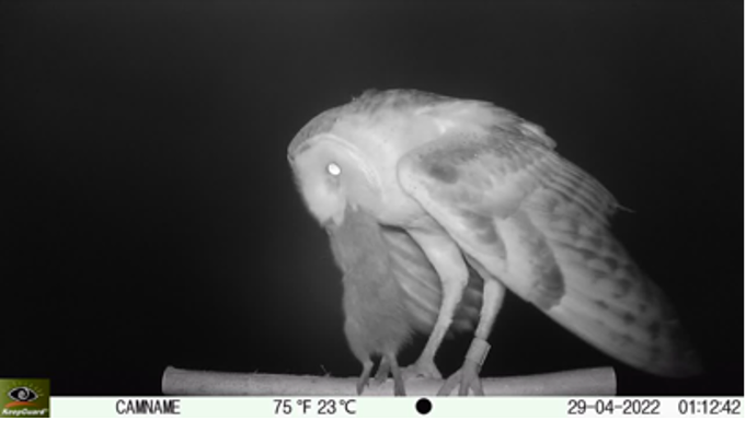 屏東推「生態薪水」守護草鴞 打造人與自然共存農地