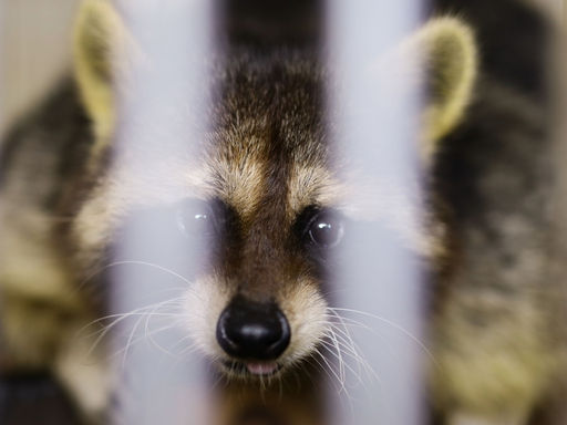 寂寞方舟LonelyARK異寵安置與環教平台