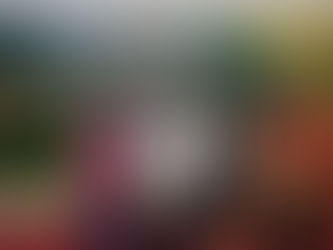 115年屏東優質金鑽鳳梨評鑑揭曉 林舜英摘雙冠