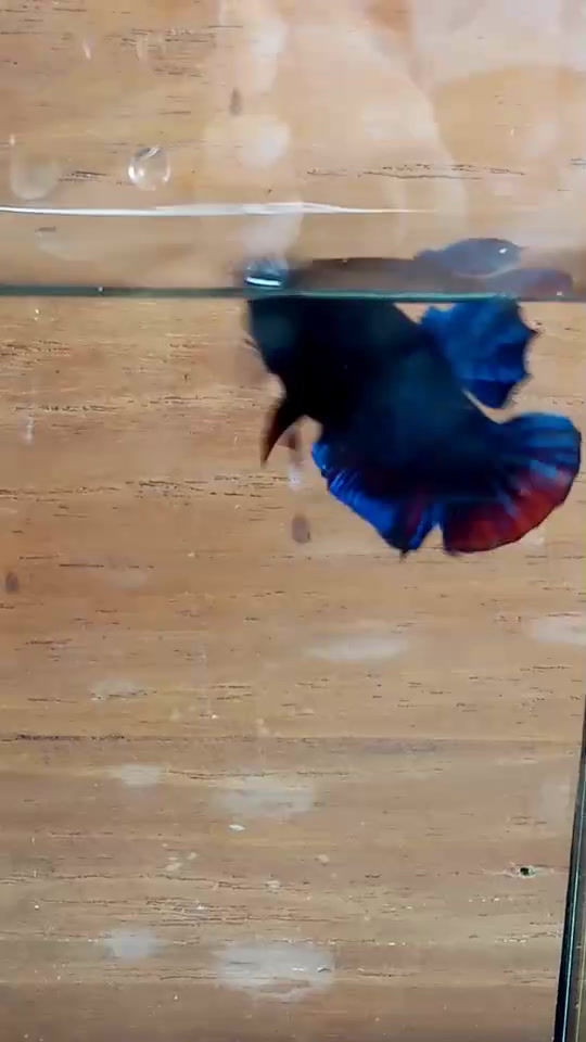 Thumbnail: ปลาหม้อสายกัด#KK16 - SOLD OUT - last updated 21.06.2021