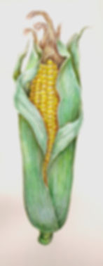 Sweetcorn #3