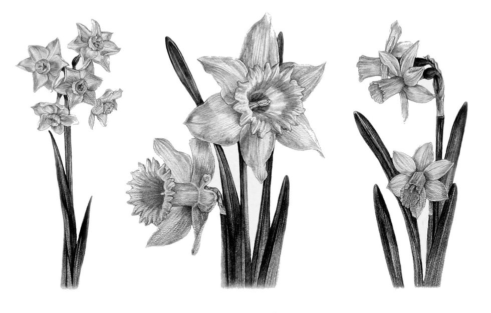 Daffodils