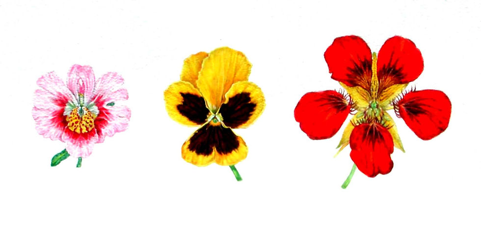 Honey Guides